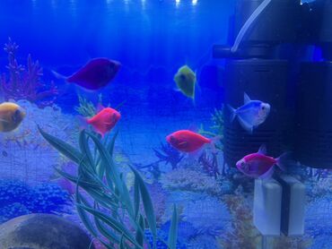 Balıqlar: Glofish, Sülhsevər, Ödənişli çatdırılma — 8