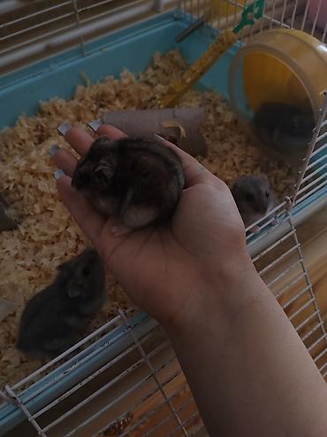 hamster near me: Cırtdan xomyaklar – ev heyvanı Qəfəslə birlikdə hamısı 50 AZN ayrı — 2