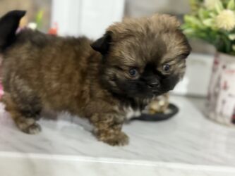 İtlər: Pekines, 2 ay, Dişi, Peyvəndli — 1