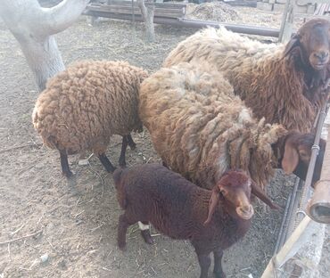 Qoyunlar, qoçlar: Dişi, Qala, il: 1