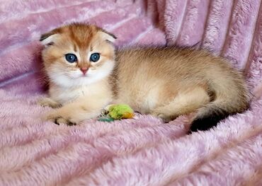 Pişiklər: Şotland yastı qulaq, Erkək, Dişi, Yaxşı əllərə, Ünvandan götürmə, Pulsuz çatdırılma, Ödənişli çatdırılma — 123