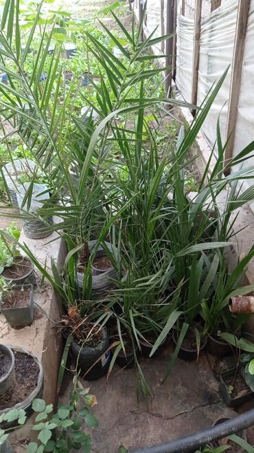 Ağaclar: Xurma ağacları hazır dipcəklərdə 10 manatdan 150 manata kimi ağaclar — 11