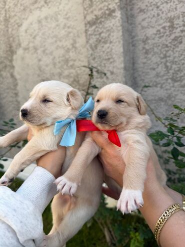 İtlər: Labrador-retriver, 1 il, Dişi, Ünvandan götürmə — 13