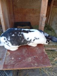 собака доберман сколько стоит: Сатам | Ургаачы коен