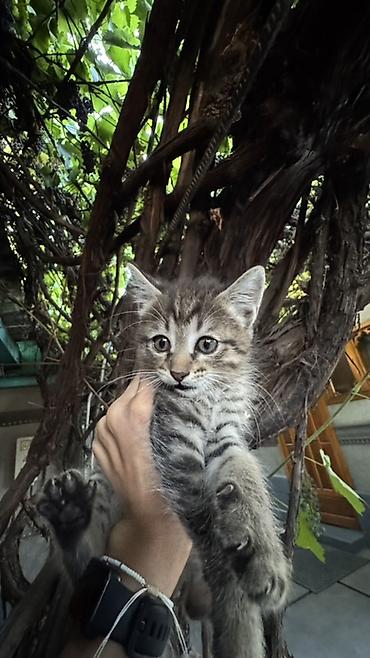 котят ош: Отдаем котят в добрую и любящую семью. Котята приучены к лотку и — 4