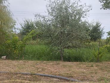 mehemmedi torpaq satilir: 157 sot, Kənd təsərrüfatı, Kupça (Çıxarış), Texniki pasport — 5