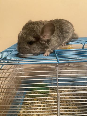 Шиншиллы: ГОТОВЫ К БРОНИРОВАНИЮ 3 ШИНШИЛЛЫ 2 мальчика1 девочка Дата рождения — 1