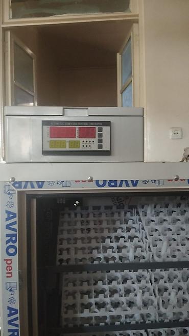 Kənd təssərüfatı avadanlığı: Qablaşdırılmış pəncərə sistemləri materialından yığılmış yumurta — 5