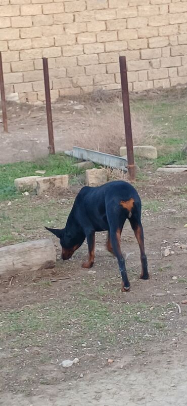 İtlər: Doberman, 10 ay, Dişi, Peyvəndli, Ödənişli çatdırılma — 5