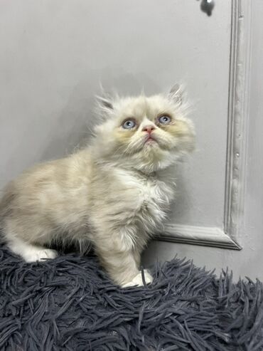 собака в хорошие руки: Персидская, В добрые руки