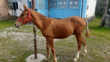 кунандар: Продаю | Конь (самец), Жеребец | Дончак | Конный спорт