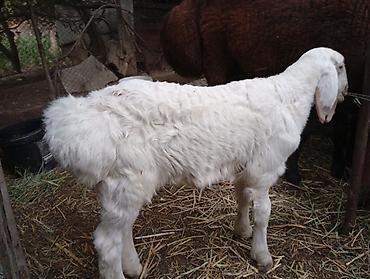 Баран, овца: Продаю | Баран (самец) | Арашан | Для разведения | Ярка — 5