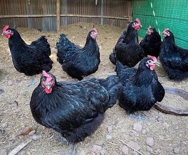 Digər quşlar: Australorp toyuqlari ve xoruzlari 35 eded 4 ayliq 15 eded 2 ayliq. 4