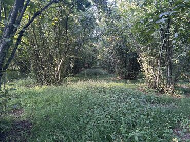 Kirayə torpaq sahələri: Kənd təsərrüfatı -da lalafo.az — 10 Kirayə torpaq sahələri: Kənd təsərrüfatı — 10