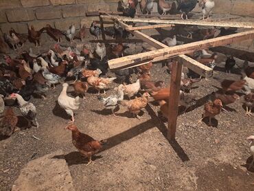 Cücələr: Toyuq, Ətlik, Ödənişli çatdırılma