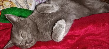сибирский кот цена: Отдам кошечек в хорошие руки к латку приучены кушают все