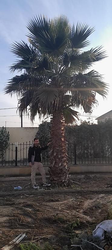 agaclar: Palma Vaşinqton ən ucuz qiymətlər. 300 ədəd 3 metrdən 12 metreye — 10