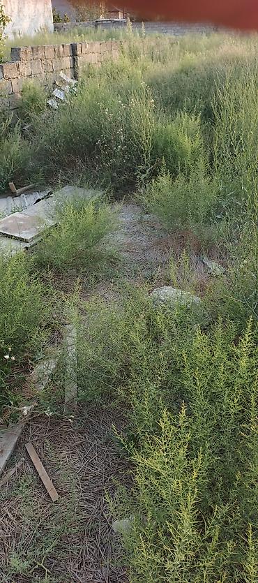 Ландшафтные работы: Peşəkar sahə təmizləmə və alaq otlarının məhv edilməsi xidməti - — 3