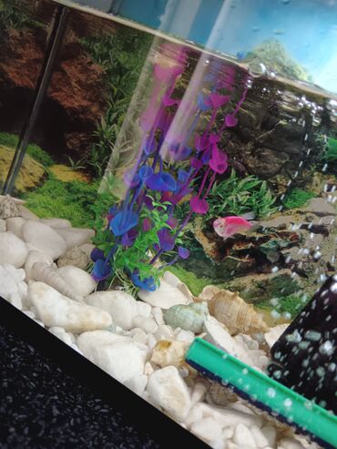 Akvariumlar: Tam komplekt akvarium seti - Şüşə akvarium, üst qapaqlı - Daxili — 7