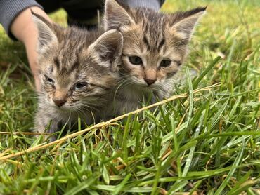 сколько стоит сибирская кошка котенок: Котята серо‑тигрового окраса - Возраст: примерно 4–6 недель (по фото