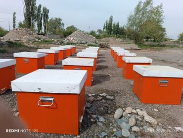 ящик пчелы: Аары семья сатылат челеги менен парода карника 10 рамкалык корпусной