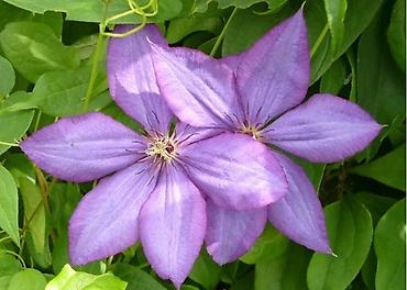 Другие садовые цветы и кустарники: Клематисы, 800сом Хосты, голубые крупномеры "Элеганс" и "Биг Дадди" — 8