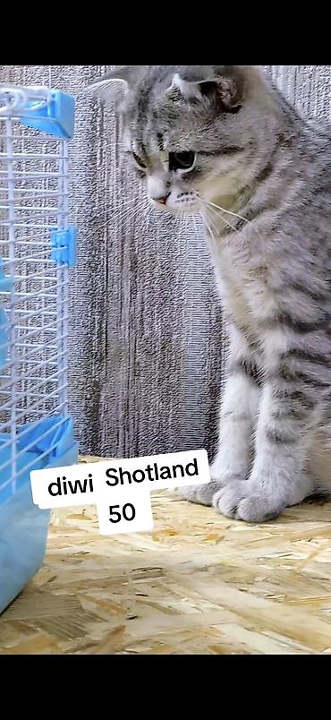 Şotland yastı qulaq, Dişi, Yaxşı əllərə, Ödənişli çatdırılma lalafo.az -da Şotland yastı qulaq, Dişi, Yaxşı əllərə, Ödənişli çatdırılma