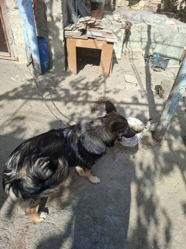 İtlər: 6 ayliqdir.korpelik weklide qoyulub.2-3 dil oyretmiwem otur uzan — 12