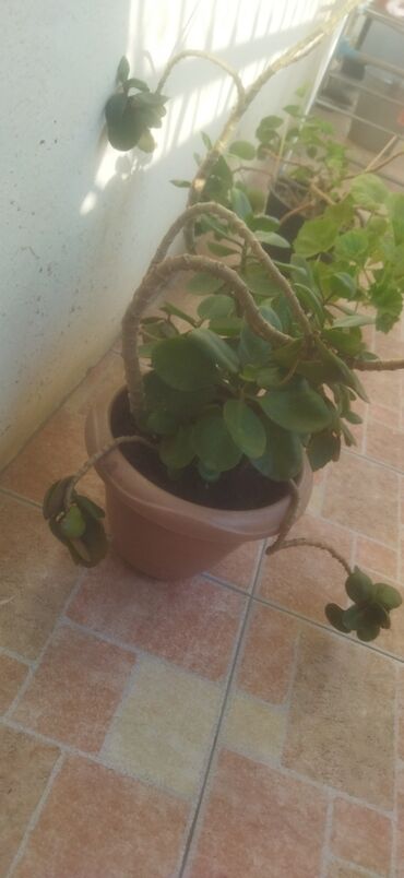 Otaq bitkiləri: Satış üçün müxtəlif otaq/balkon bitkiləri seti. razılaşma yolu ilə -da lalafo.az — 4 Otaq bitkiləri: Satış üçün müxtəlif otaq/balkon bitkiləri seti. razılaşma yolu ilə — 4