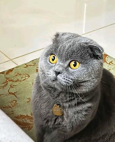 Pişiklər: Britan — 5