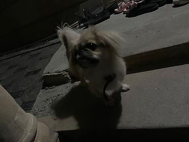 İtlər: Pekines, 5 ay, Erkək, Peyvəndli, Ünvandan götürmə, Ödənişli çatdırılma — 2