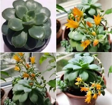 Другой декор и предметы интерьера: Распродажа остатков, комнатные растения по 100 сом. дорогие цветы тоже at lalafo.kg — 16 Другой декор и предметы интерьера: Распродажа остатков, комнатные растения по 100 сом. дорогие цветы тоже — 16