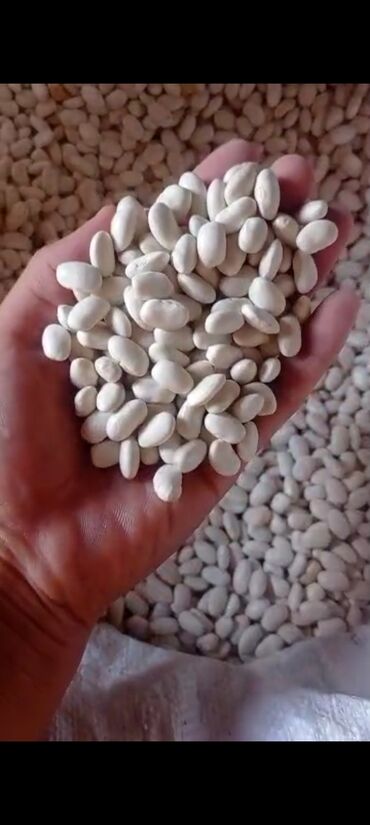 Другие продукты питания: Фасол сатылат тазаланган фасол лопатка таматный красный юпка