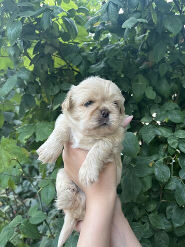 pulsuz itler verilir: Pekines, 1 ay, Erkek, Peyvəndli, Ünvandan götürmə