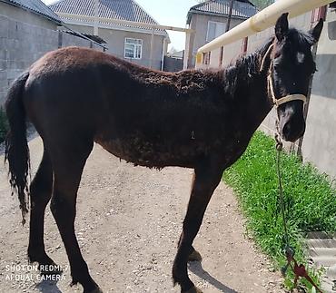 Лошади, кони: Продаю | Жеребец | Рабочий — 1