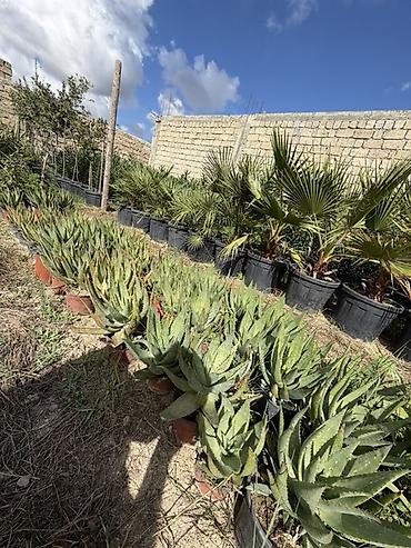 Саженцы растений: Aloe vera 50 ədəd var. Tək tək 5 manat topdan 4 manat. Ünvan Binə — 1