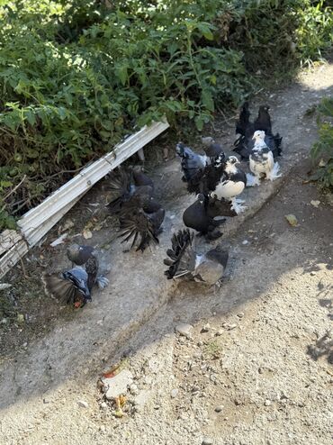 маленькие собаки в баку: London povlinleri satilir 9 denesi 130 manat