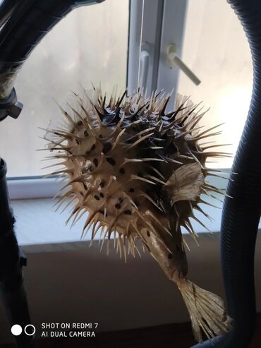 Digər ev dekoru: Рыба -еж рыба-шар чучело в наличии 2 шт — 8
