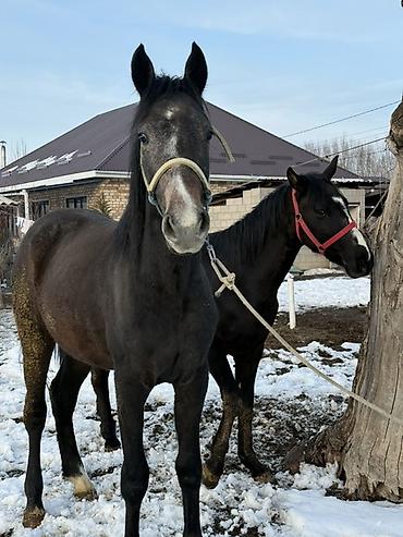 Лошади, кони: Продаю | Жеребец, Жеребенок | Рабочий — 1