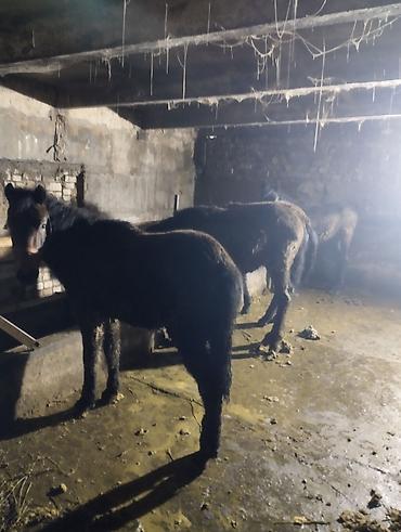 Лошади, кони: Продаю | Жеребенок | Для разведения | Племенные — 9