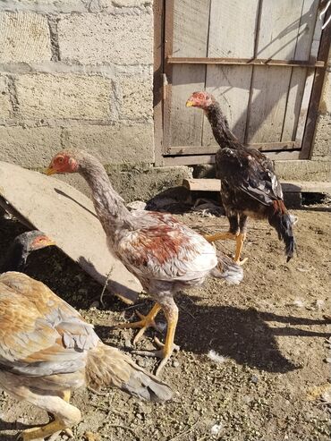 Xoruzlar: Xoruz, il: <1 — 8