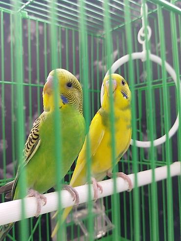 конный тур бишкек цена: Ассаламу алейкум Папугай пара 🦜 сатылат! Клеткасы+жеми менен Адрес — 3