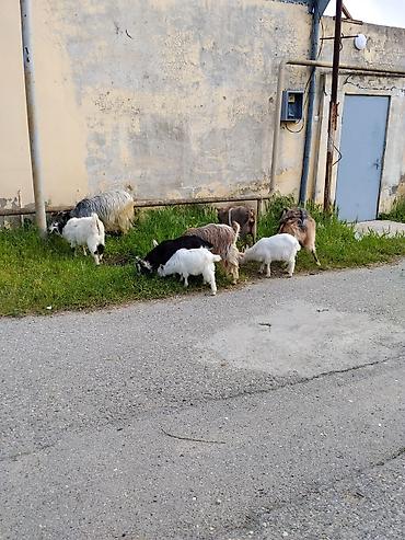 dişi at: 6baş heyvandi 3bala 3ana ( bir dişi 2 Erkey Sani balasıdır) analaradan — 2