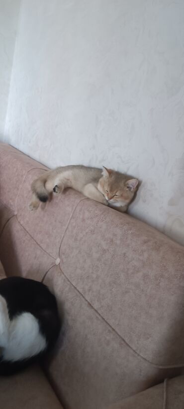 Pişiklər: Britan, Dişi, Yaxşı əllərə, Ünvandan götürmə, Ödənişli çatdırılma — 1