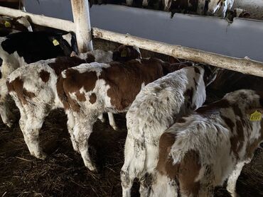 Продажа бычки телята дойные коровы есть несколько пород.Продажа оптом