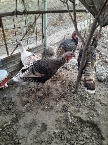 Индюки: Продаю | Индюк (самец) | Для разведения | Племенные — 3