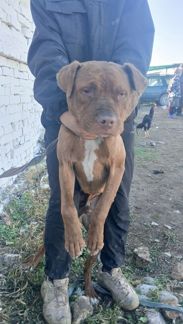 акустические системы newrixing колонка в виде собак: Собака среднего размера, кобель. Короткошёрстный, окраска