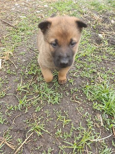 Продажа собак: Бельгийская овчарка, 1 месяц, Самец at lalafo.kg — 7 Продажа собак: Бельгийская овчарка, 1 месяц, Самец — 7