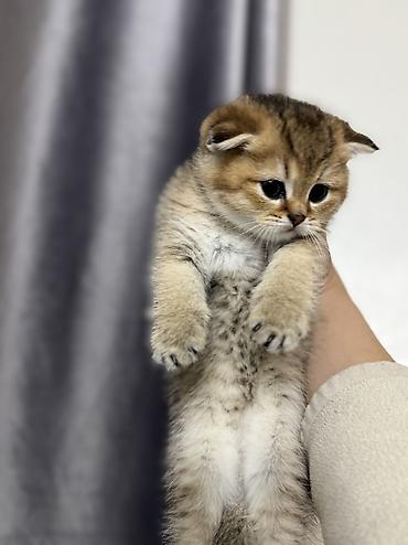 Продажа кошек: Скотиш Страйт (Шотландская прямоухая), 1 месяц, Мальчик, Золотая шиншилла, Приучена к лотку — 3