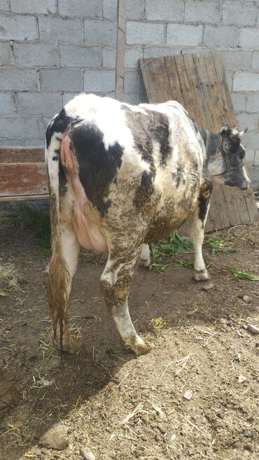 продажа коров: Продаю | Корова (самка) | Голштин | Для молока | Искусственник